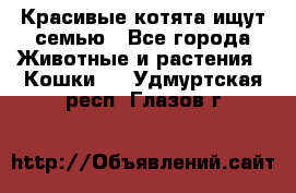 Красивые котята ищут семью - Все города Животные и растения » Кошки   . Удмуртская респ.,Глазов г.